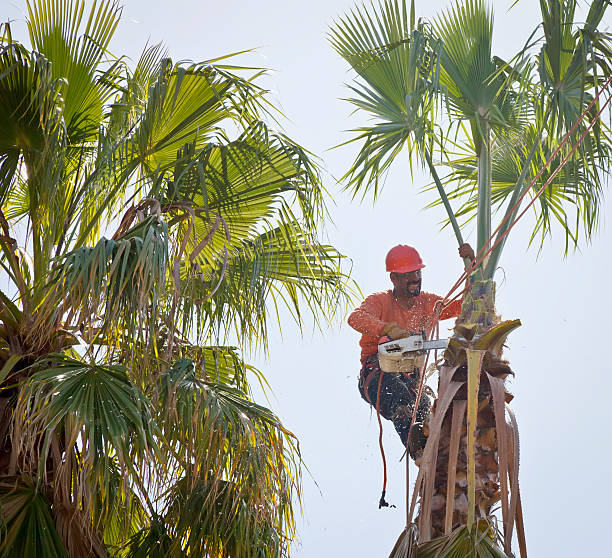 How Our Tree Care Process Works  in  Rochester, WA