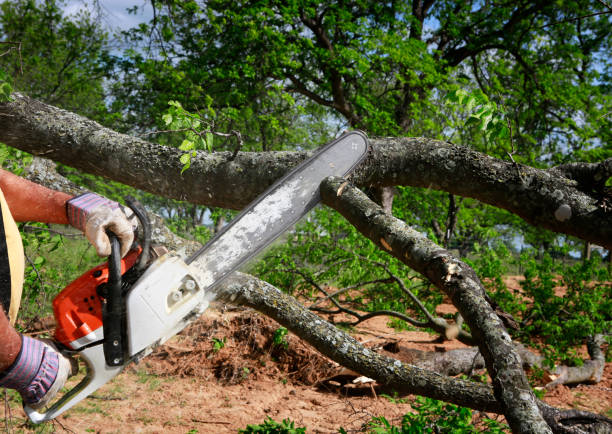 Rochester, WA Tree Care Services Company